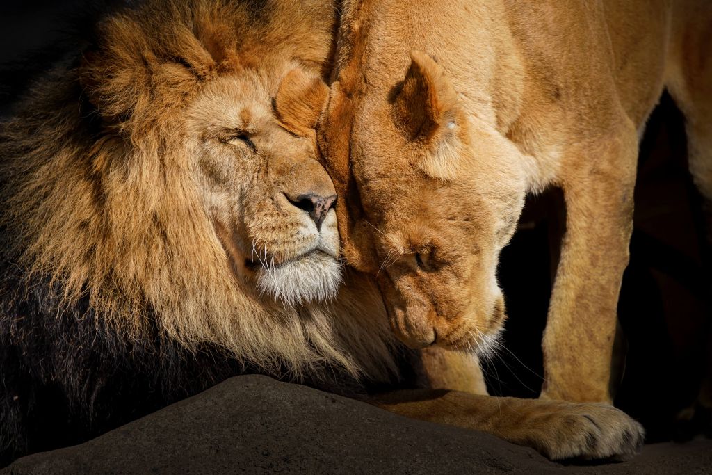 Lion and lioness