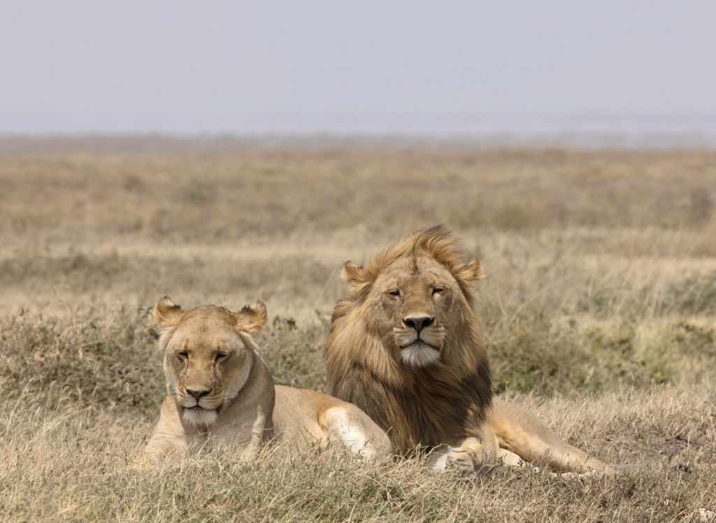 Lion and lioness in the savanna