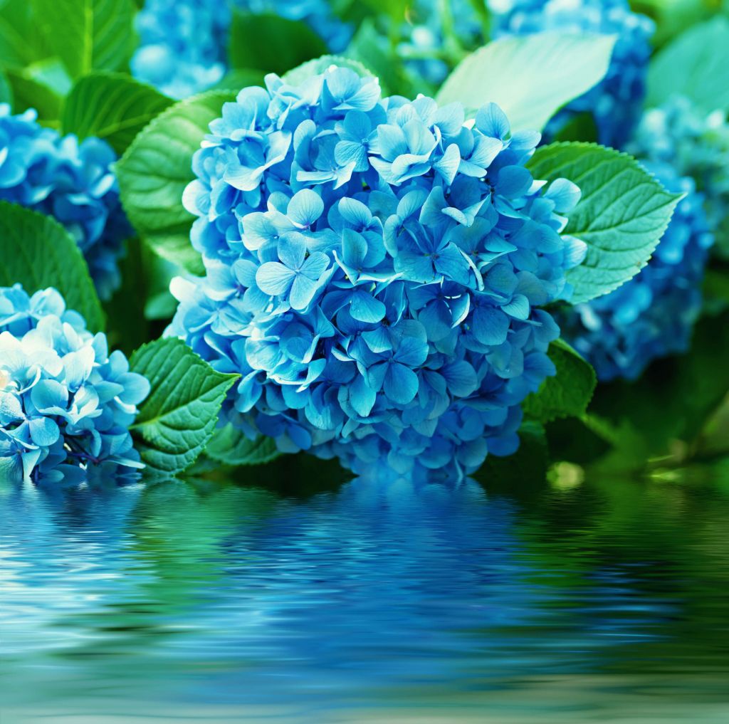 Hydrangea in water