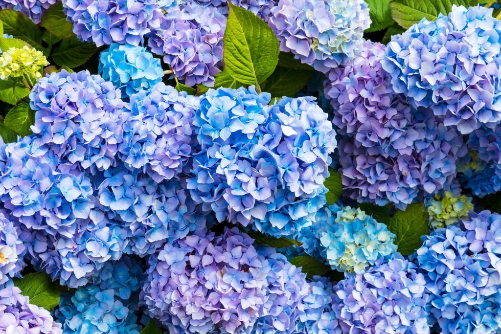 Close-up blue hydrangeas