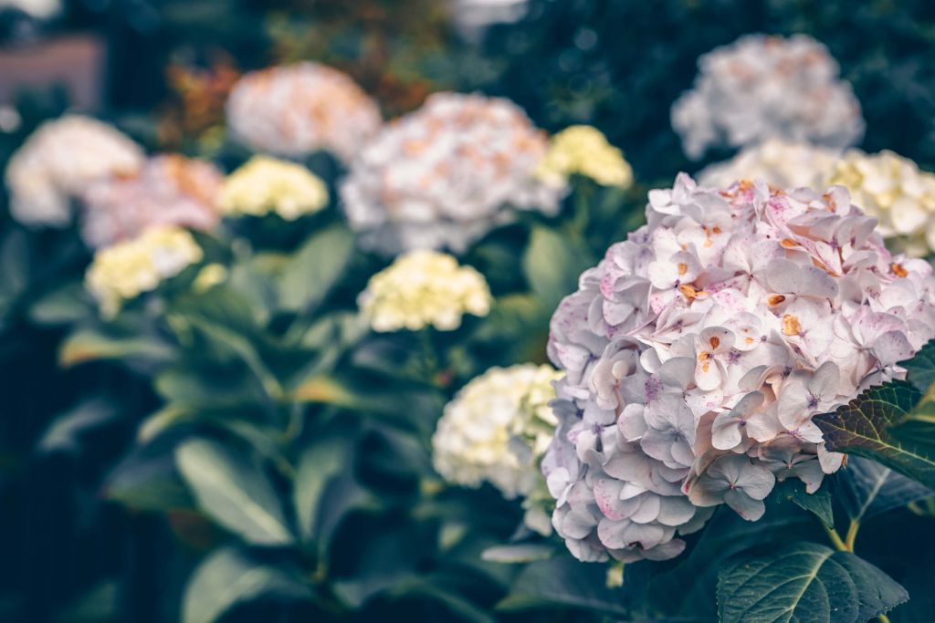 Pink hydrangea