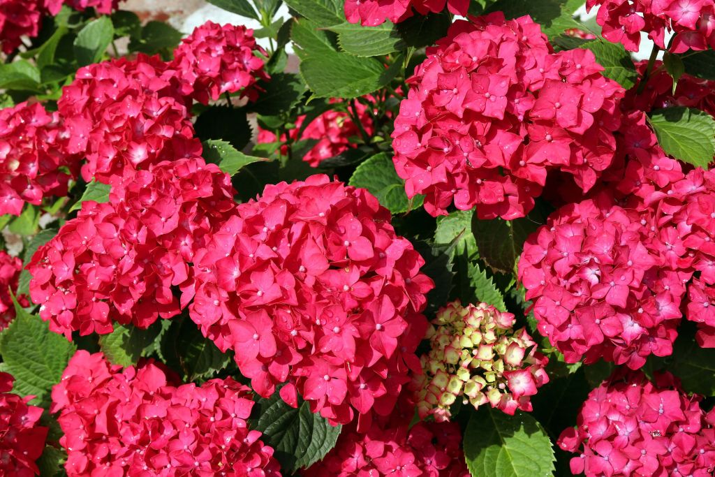 Flowering hydrangea