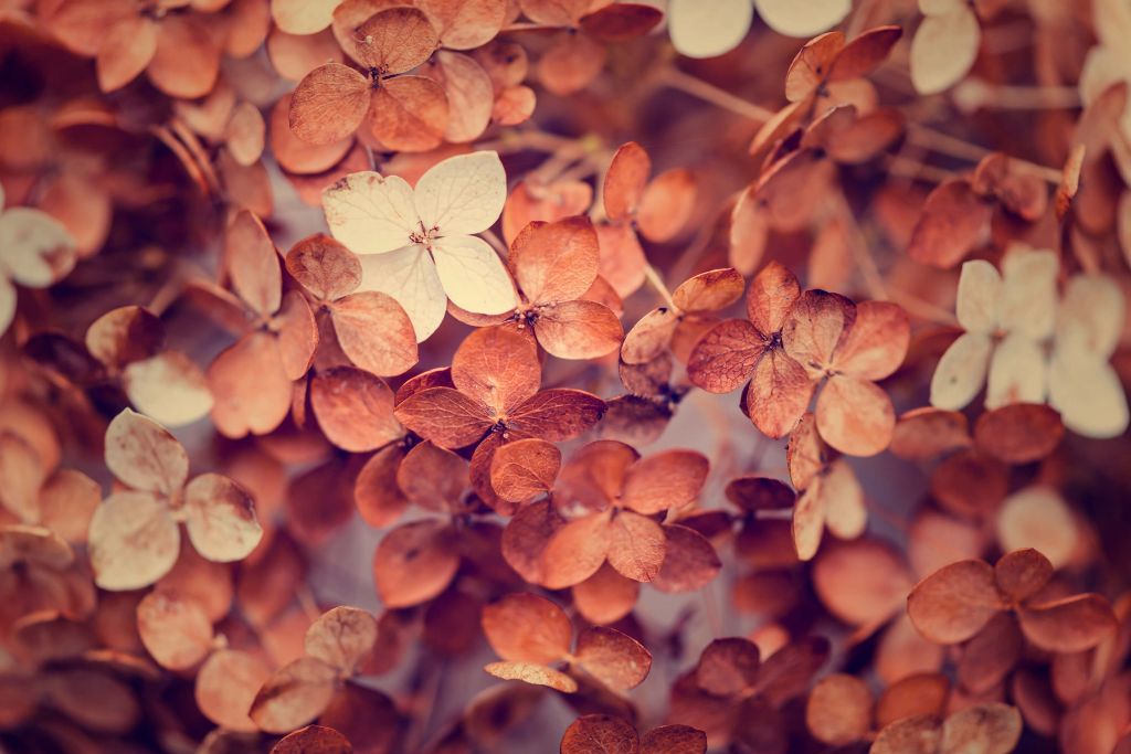 Dry hydrangeas