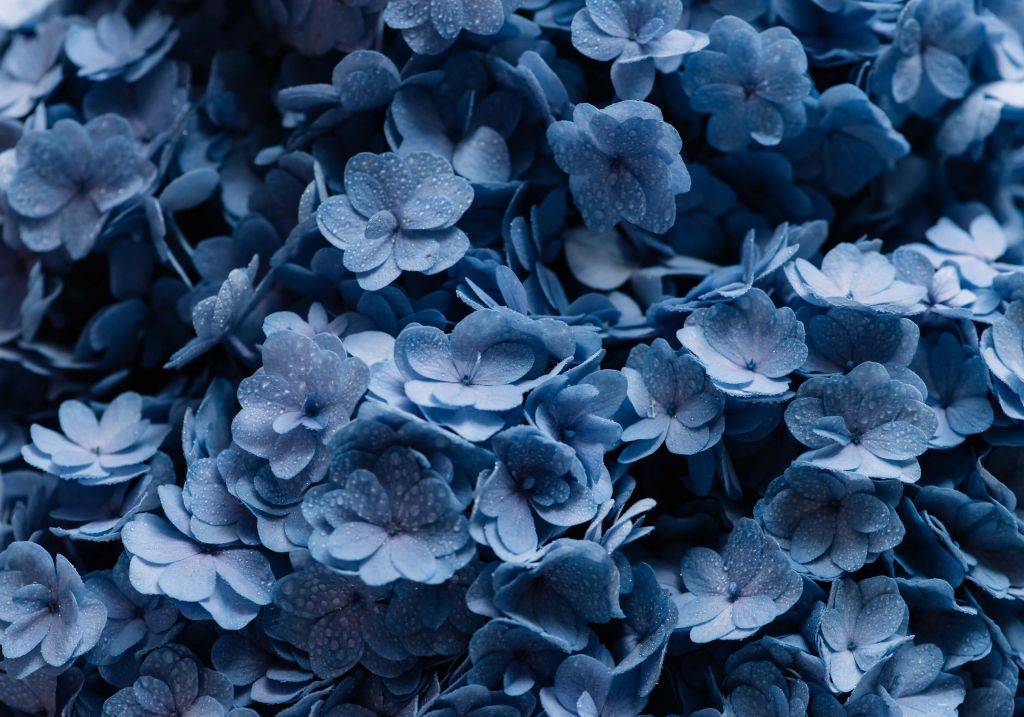 Close-up hydrangeas