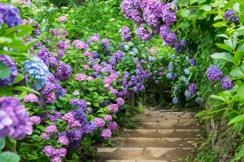 Hydrangeas in a park