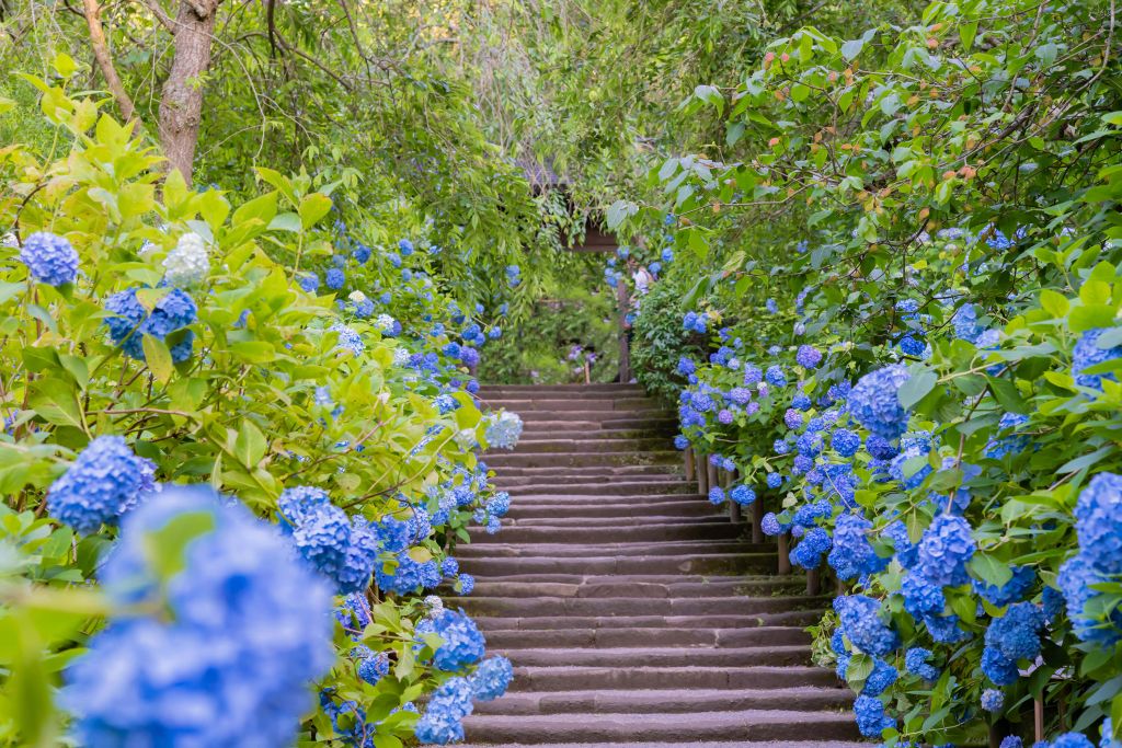 Blue flowers in park