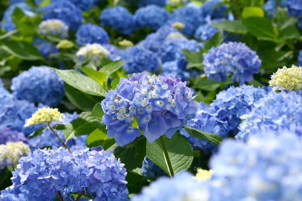 Flowering blue hydrangeas