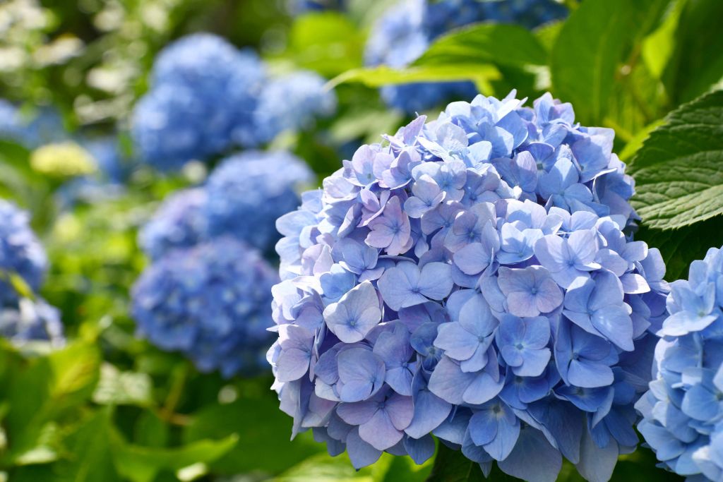 Purple hydrangeas
