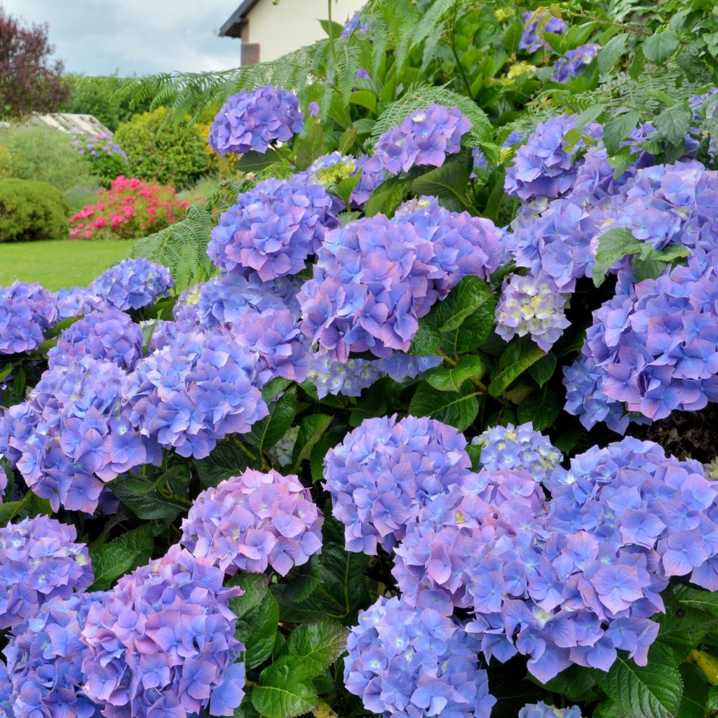 Hydrangeas in France