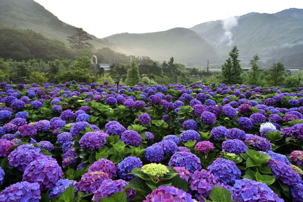 Hydrangeas in Beitou