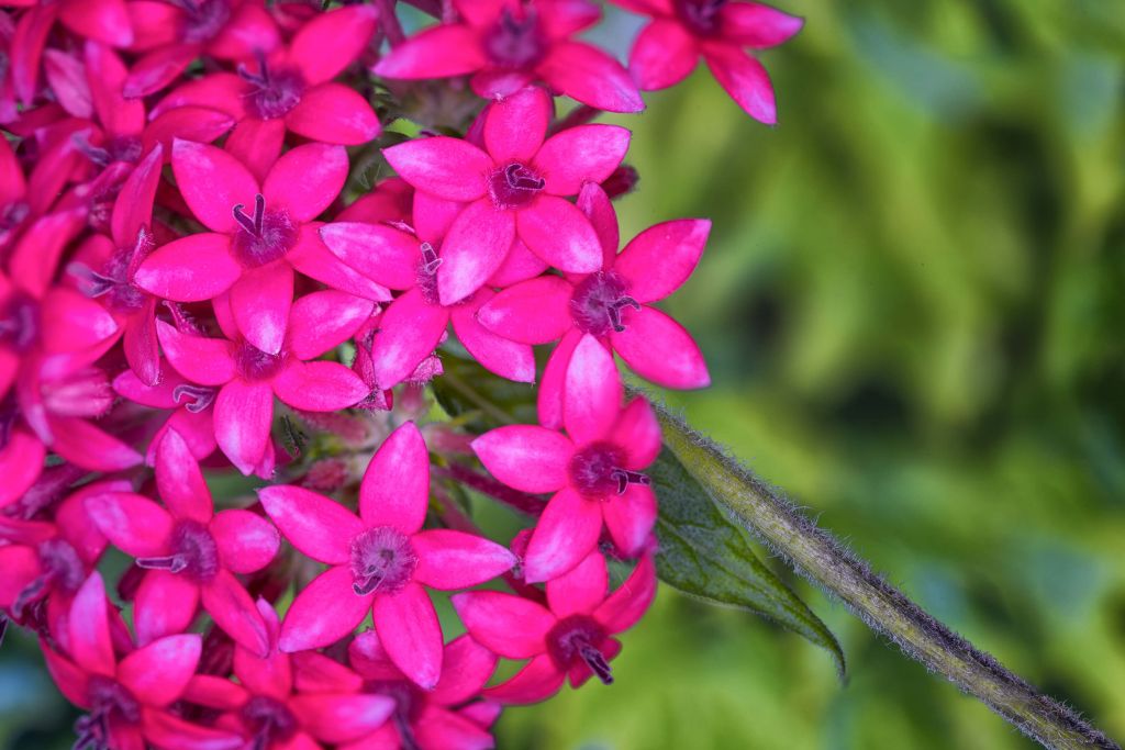 Close-up pink hydrangeas