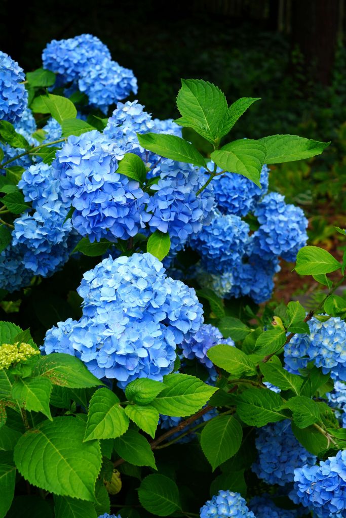 Blue hydrangea flowers