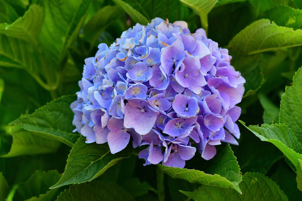 Hydrangea in garden