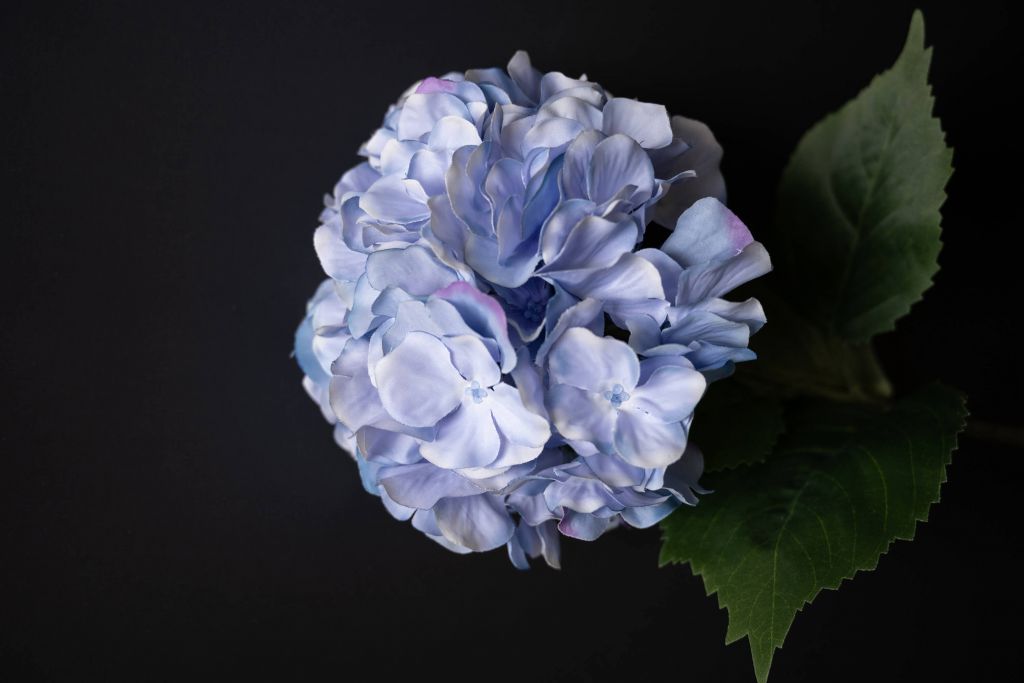 Hydrangea