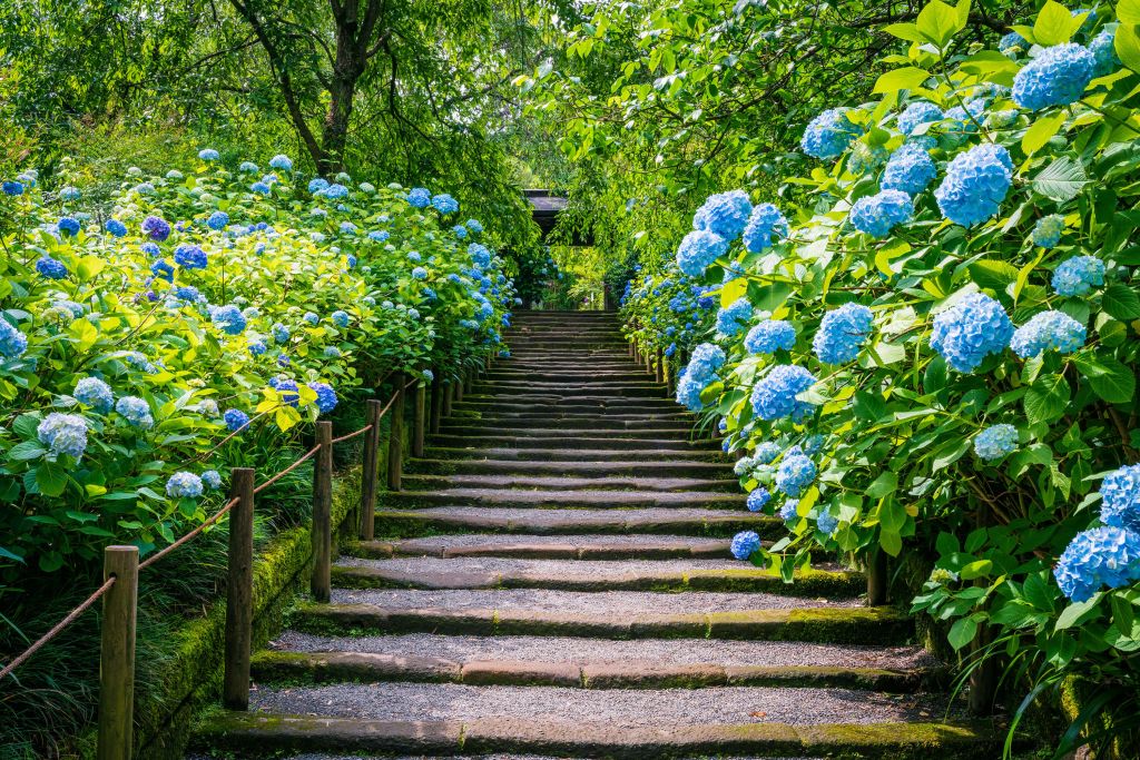 Stairs between hydrangeas