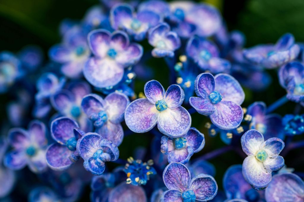 Close-up purple flowers