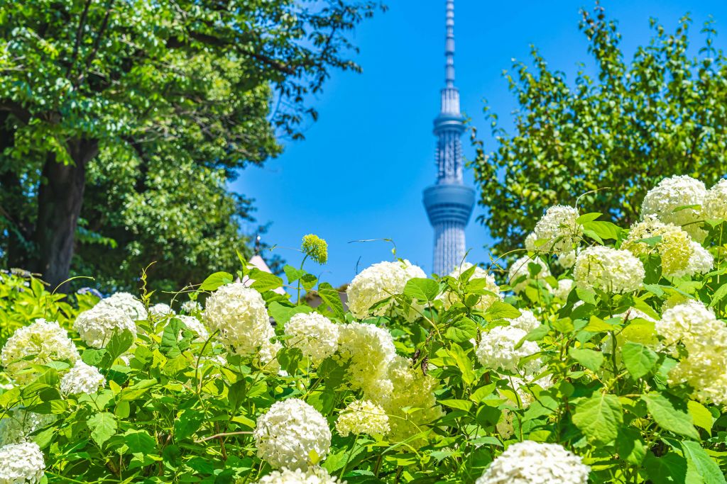 Park with hydrangeas