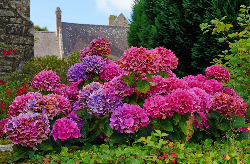 Pink and purple hydrangeas