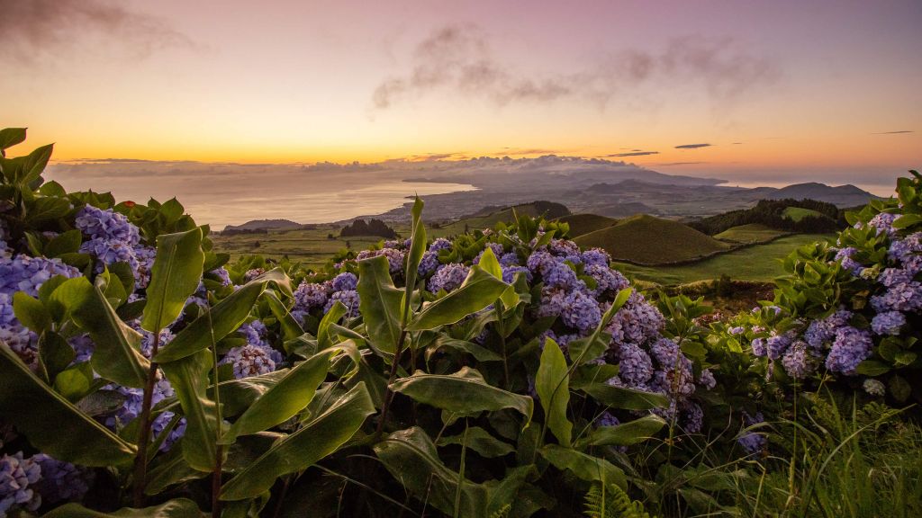 Sunset with hydrangeas