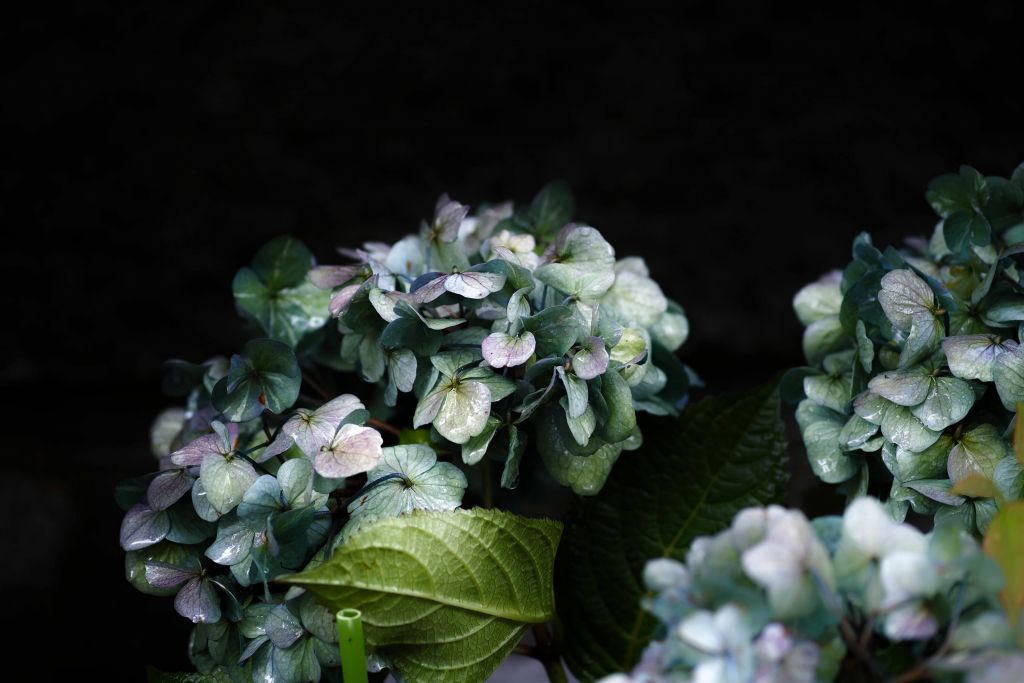 Hydrangea in the garden
