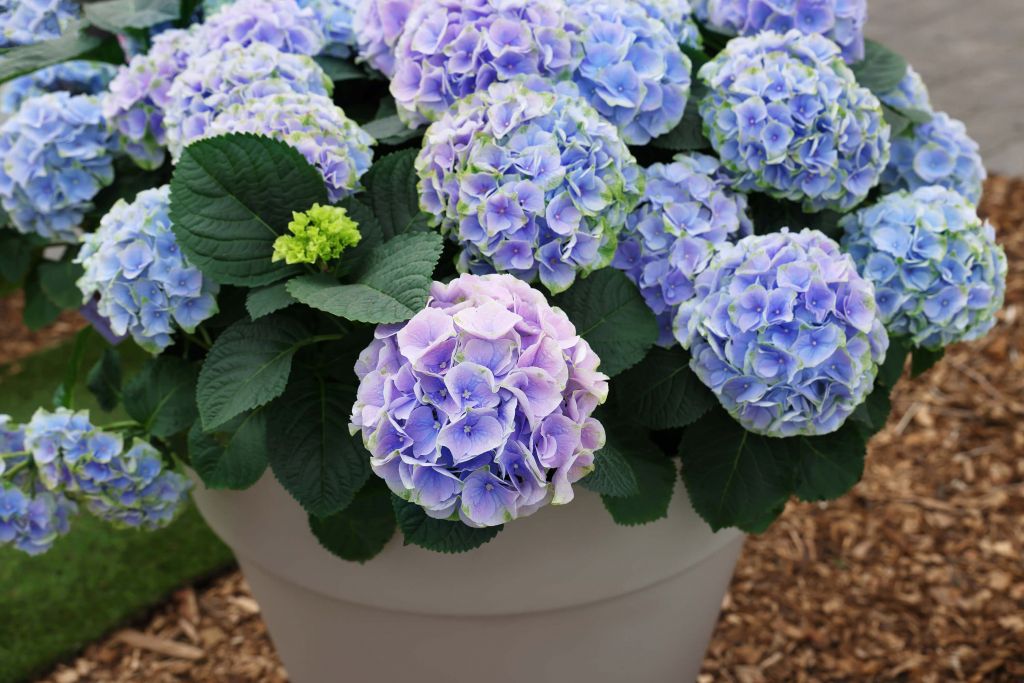 Hydrangeas in a pot