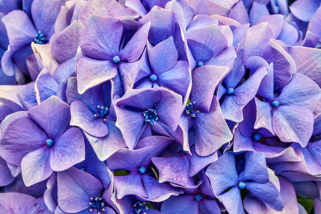 Hydrangeas close-up