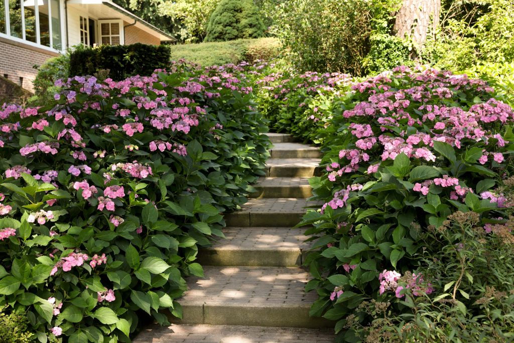 Stairs between pink hydrangeas