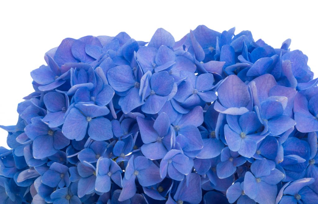 Hydrangeas in blue