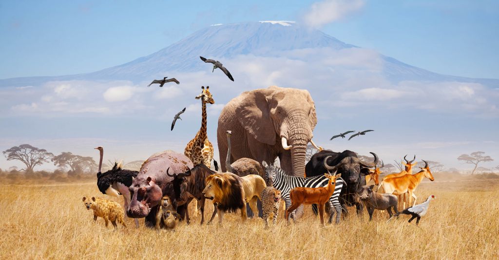 African animals at Kilimanjaro