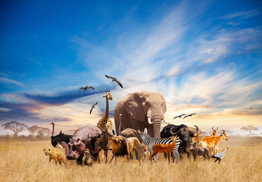 Group African animals