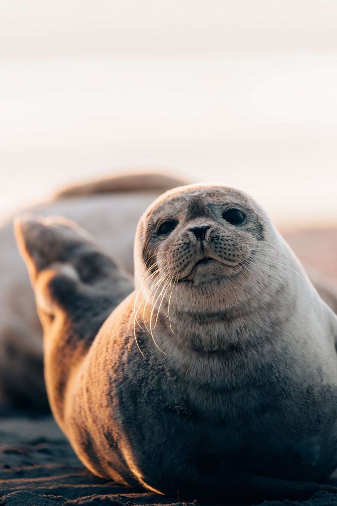 Seal on beach in evening light