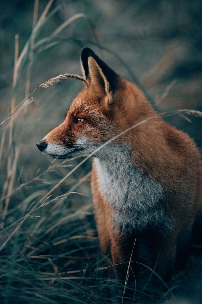 Fox in the dunes