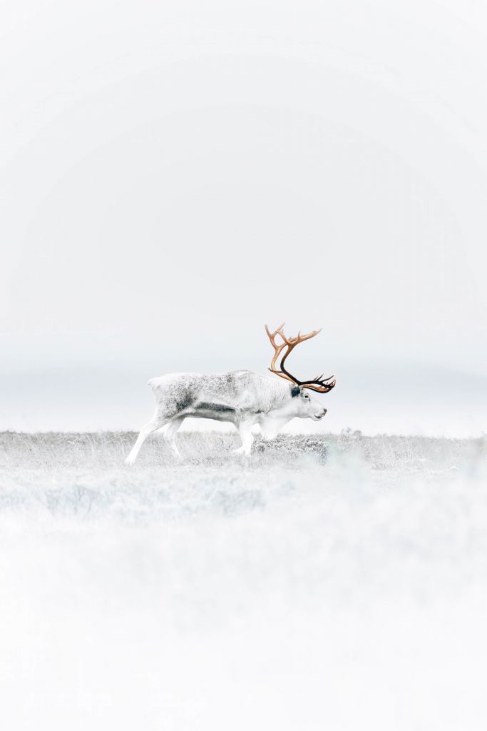 White reindeer with big antlers