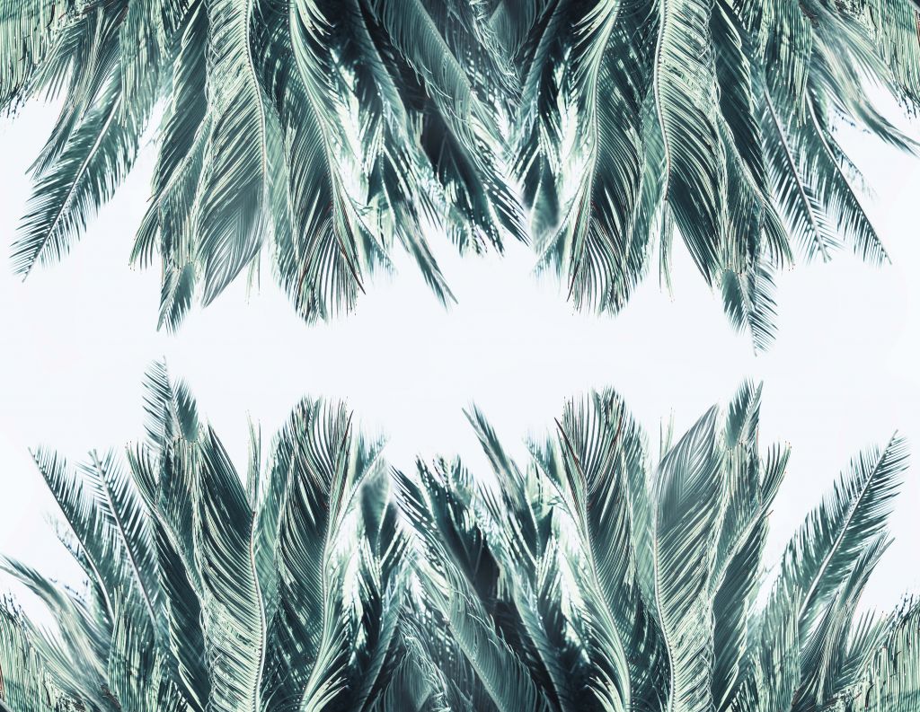 Palm leaves on white background