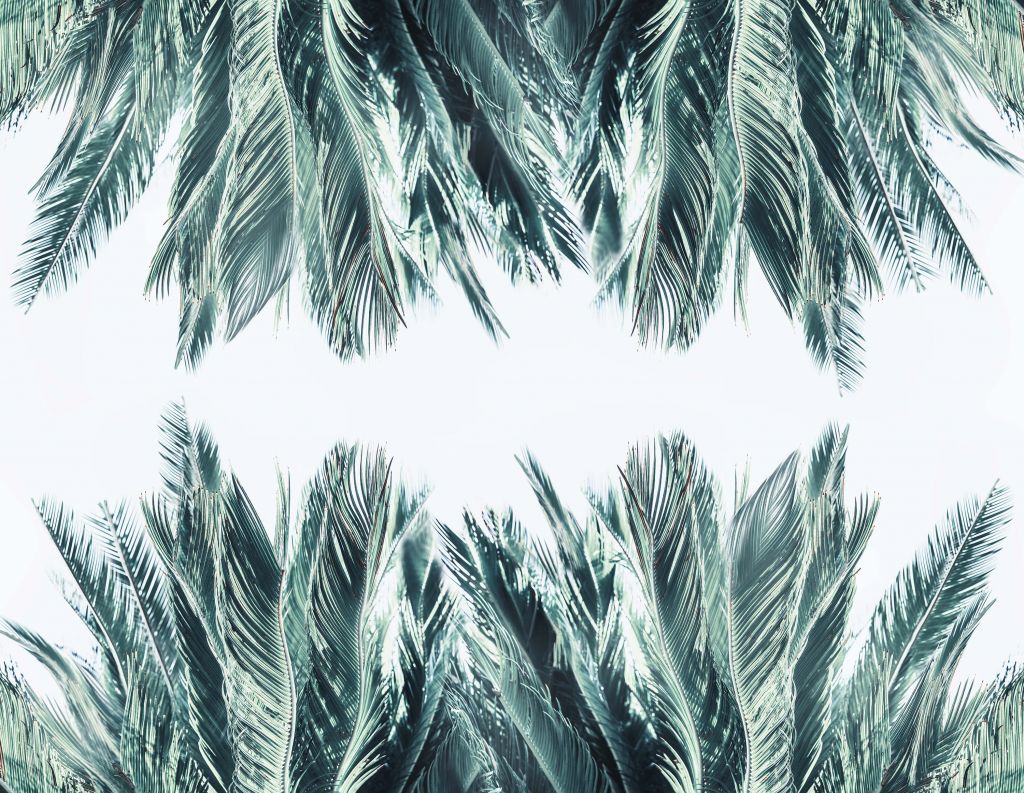 Palm leaves on white background