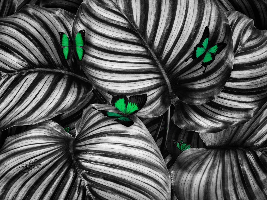 Butterflies on striped leaves