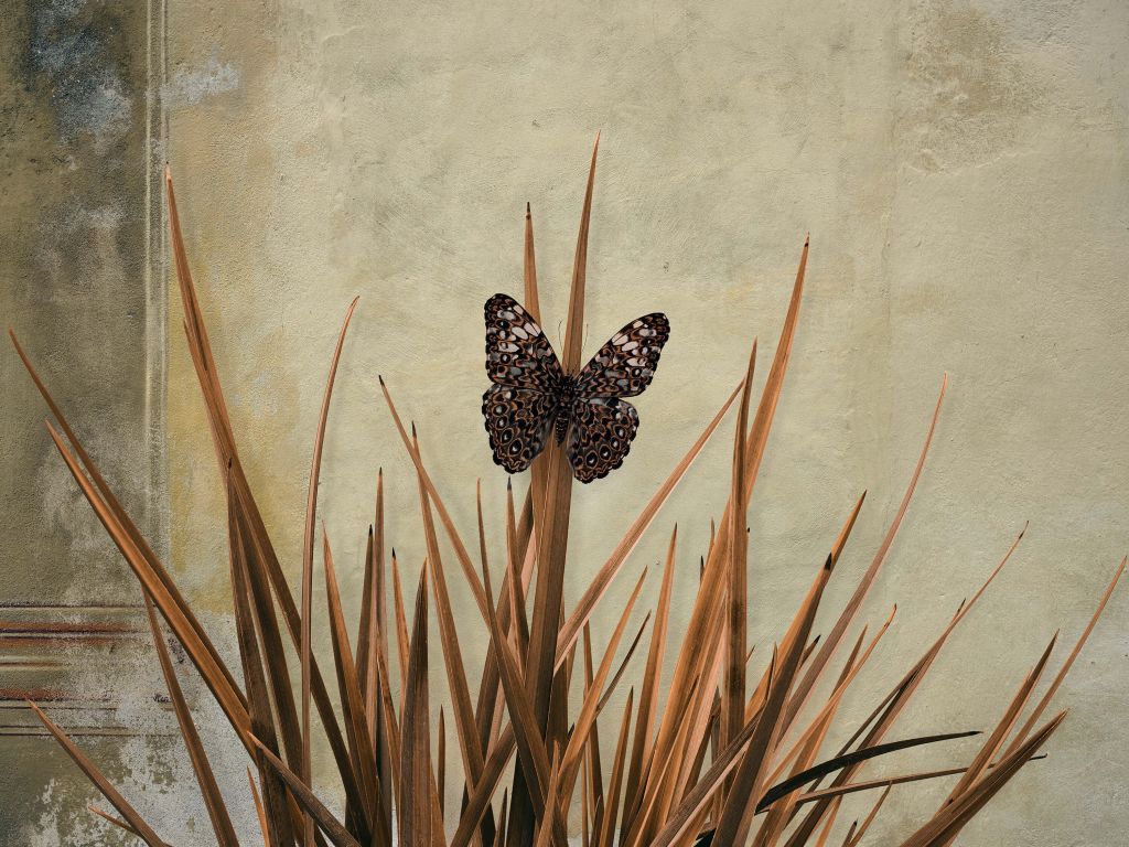 Butterfly near old wall