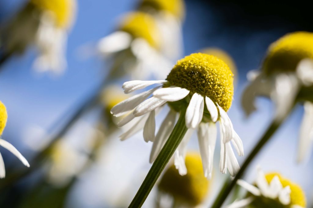 Chamomile flowers