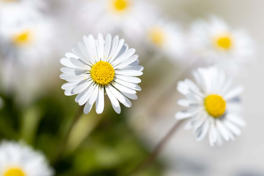 Daisies between the pavement