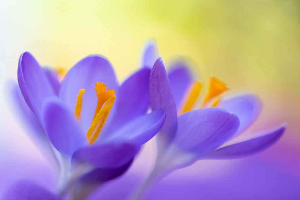 Purple Crocuses with a hint of green