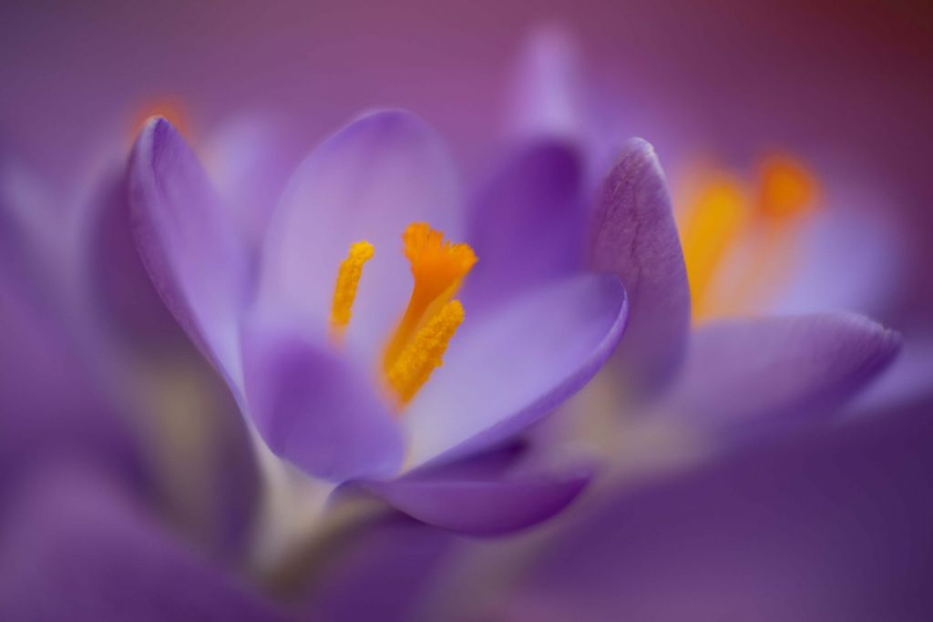 Purple Crocuses close-up