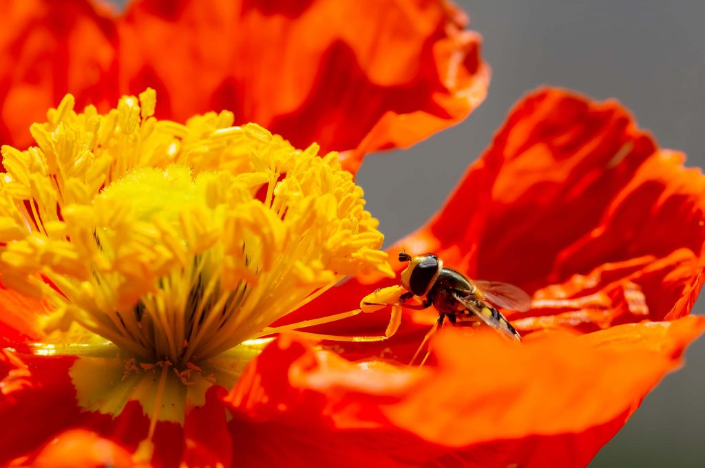 Red poppy with a hover fly