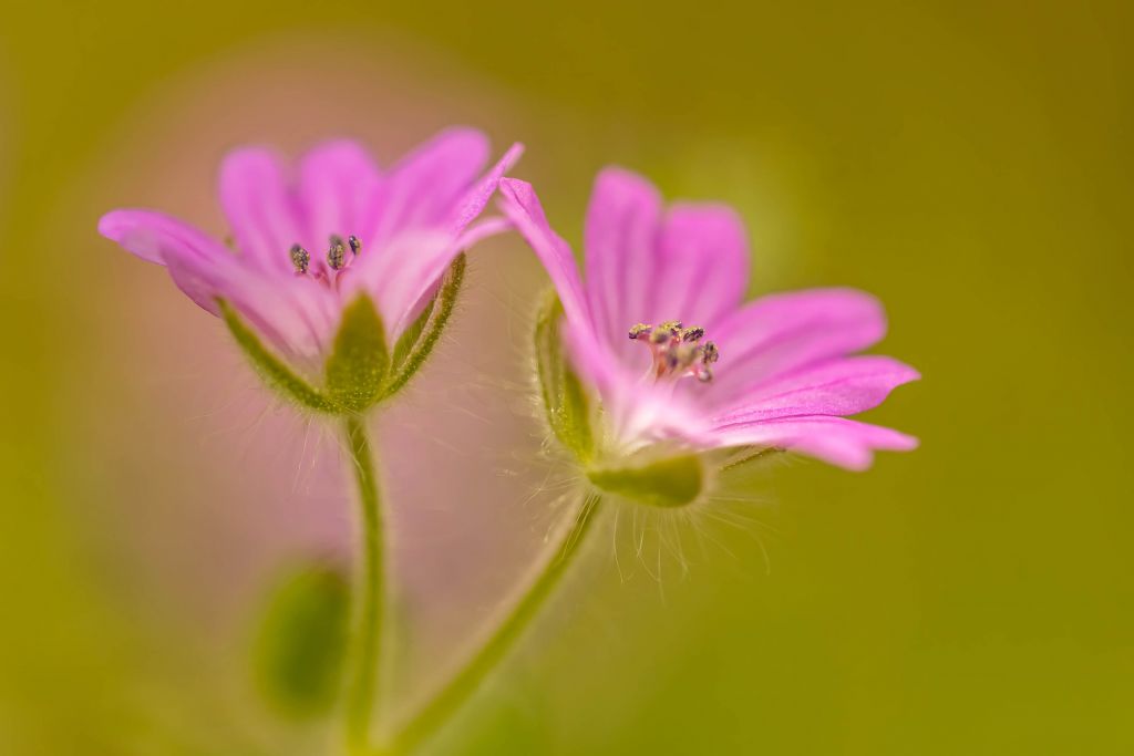 Two magical pink flowers