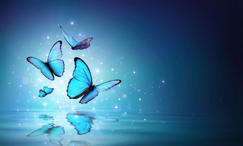 Fairy butterflies on water