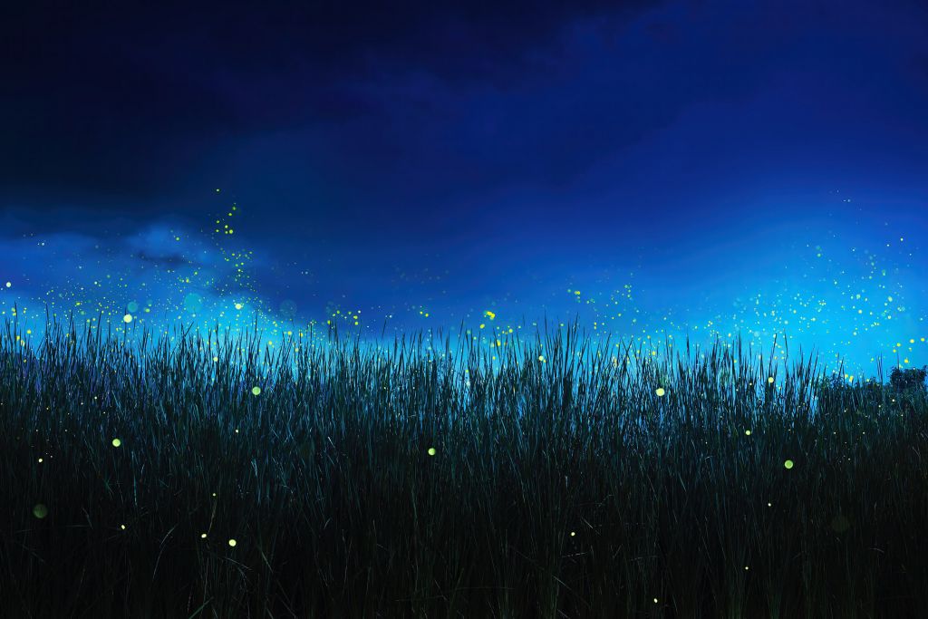 Fireflies in the night