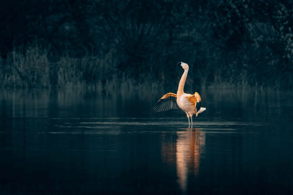 Flamingo in abandoned lake