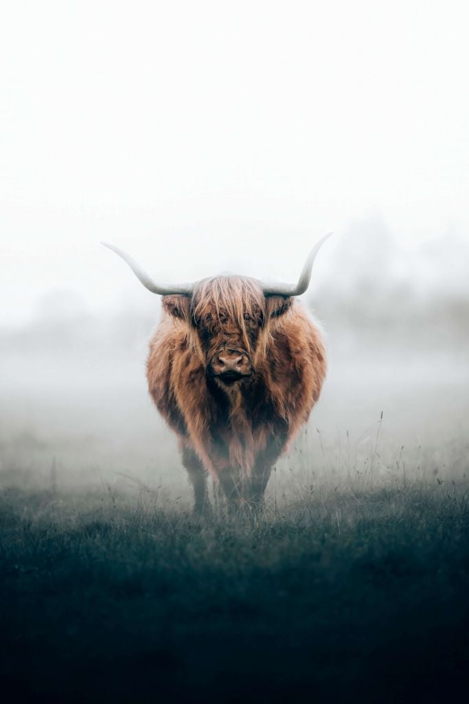 Scottish highlander in dense fog