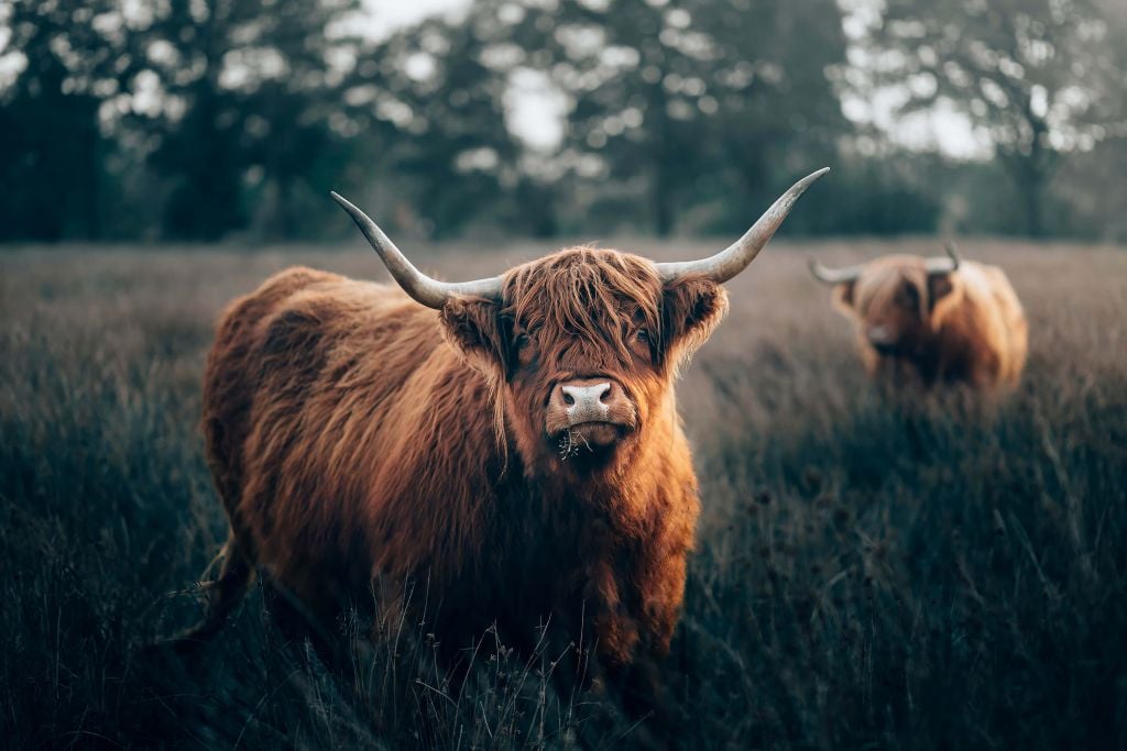 Scottish highlander close-up