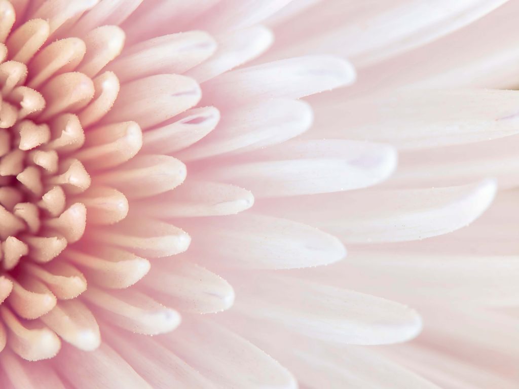Chrysanthemum petals