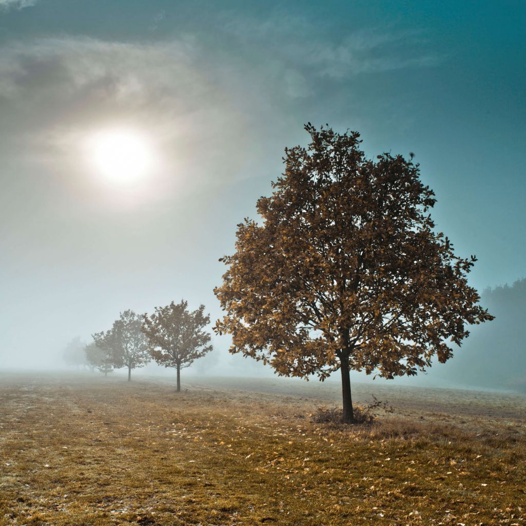 Line of trees in the mist